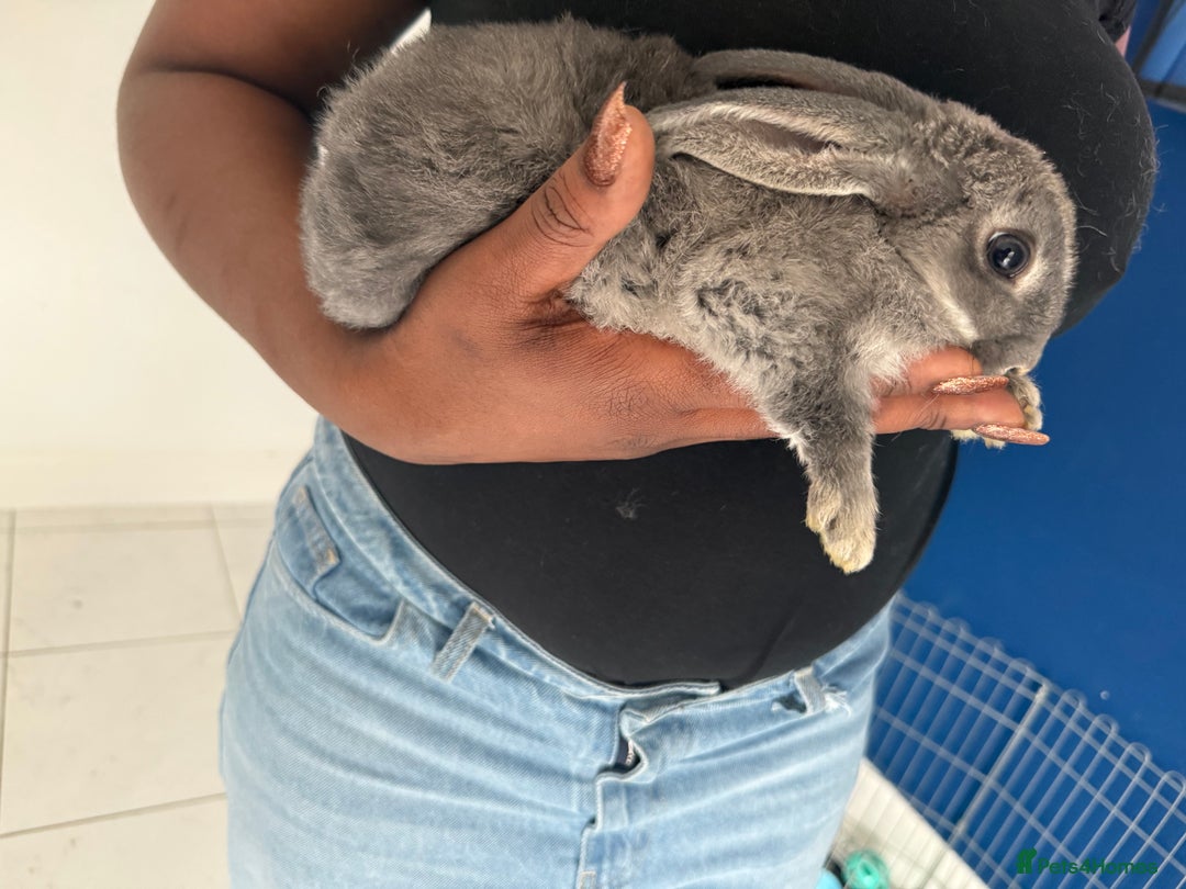 English Lop rabbits for sale: 2 baby bunnies  - Image 6
