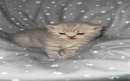 British Shorthair cats for sale: BSH KITTENS  - Image 10