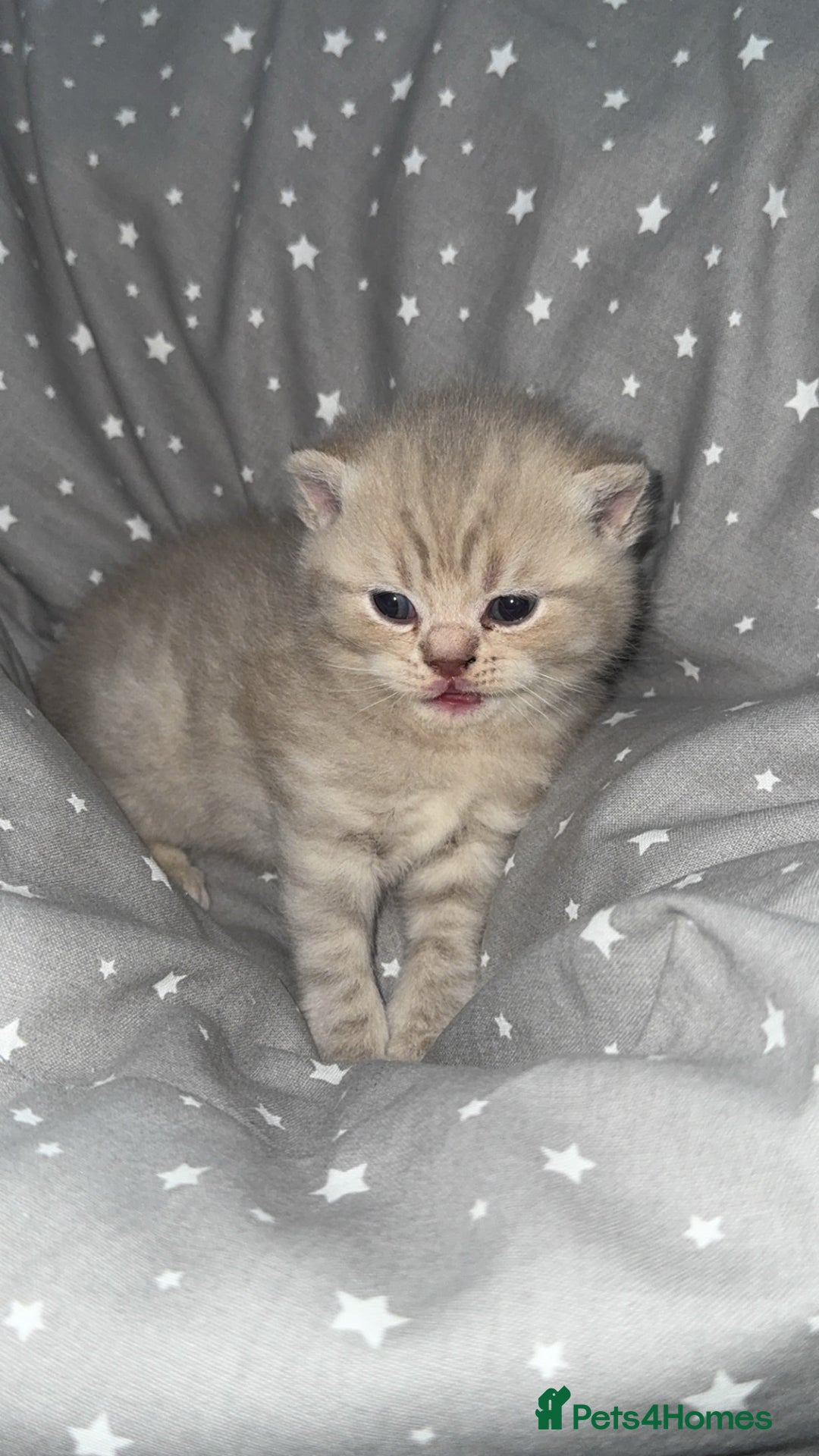 British Shorthair cats for sale: BSH KITTENS  - Image 10