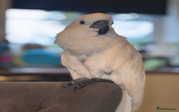 Cockatoo birds for sale: Umbrella cockatoo  - Image 1