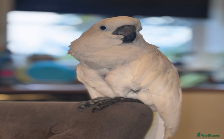 Cockatoo birds - Advert 1