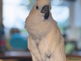 Cockatoo birds for sale - Advert 1