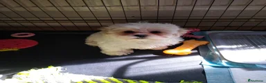 Zuchon Puppy 1