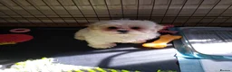 Zuchon dogs for sale: Shichon/Zuchon - Advert 17