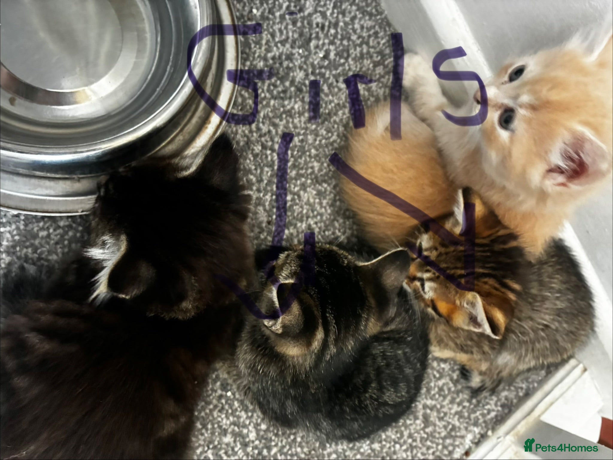Mixed Breed cats Adorable playful kittens  - Advert 2