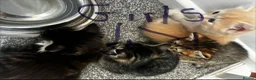 Mixed Breed cats for sale: Adorable playful kittens  - Advert 2