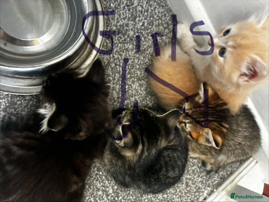 Mixed Breed cats for sale: Adorable playful kittens  - Advert 2