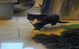 Mixed Breed cats for sale: 2 male kittens ready to leave today! - Image 6