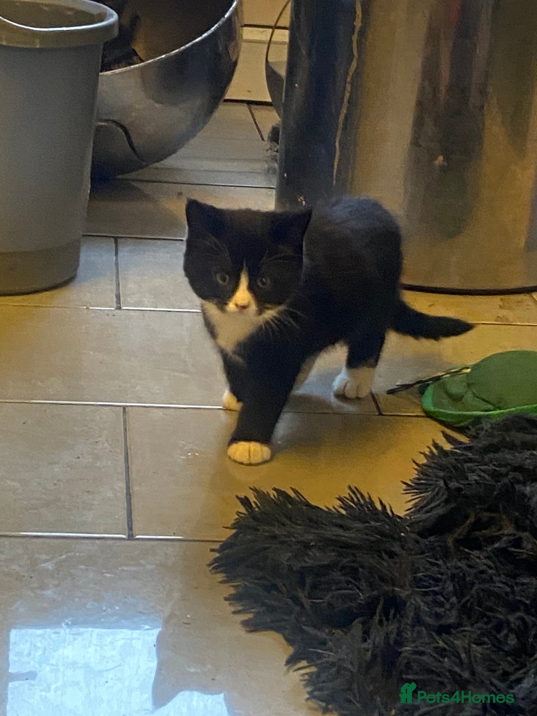 Mixed Breed cats for sale: 2 male kittens ready to leave today! - Image 6