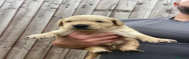 Golden Retriever 4