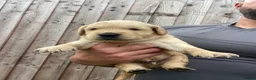 Golden Retriever dogs for sale: 🤍Cream / Platinum Golden Retriever Pups 🤍 - Advert 3
