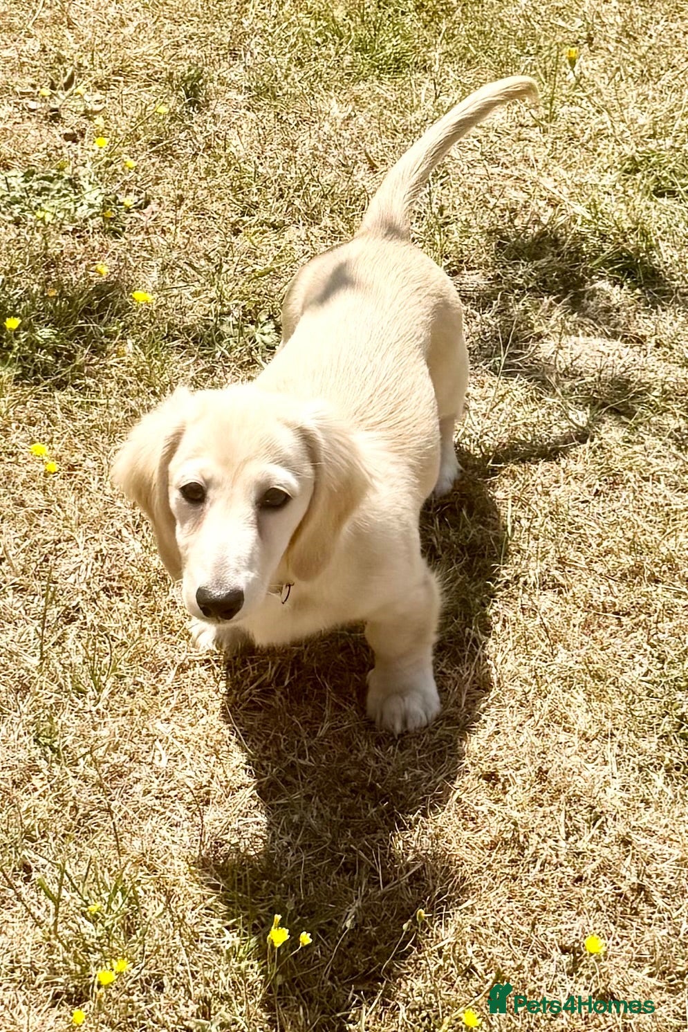 Miniature Dachshund dogs Re available due to let down kc cream - Advert 2