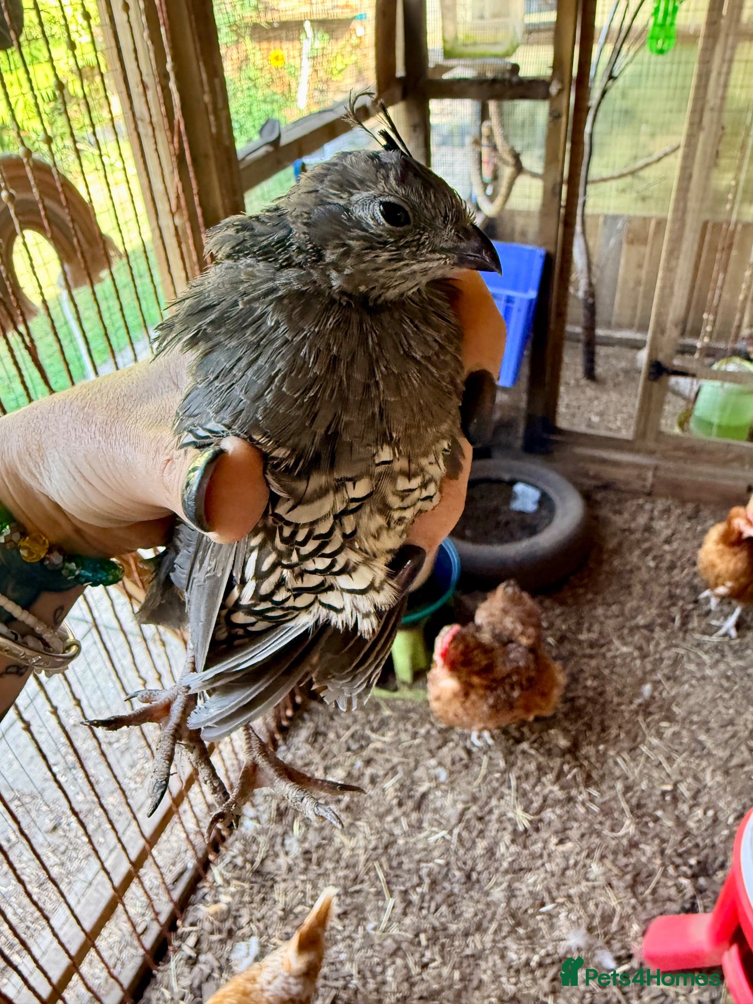 Quail poultry X2 Californian Male Quail - Advert 2