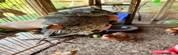 Quail poultry for sale: X2 Californian Male Quail - Advert 1