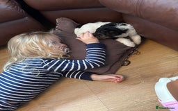 Fox Terrier dogs for sale: 🐾Darling fox terrier puppies 🐾 07513801786 - Image 11