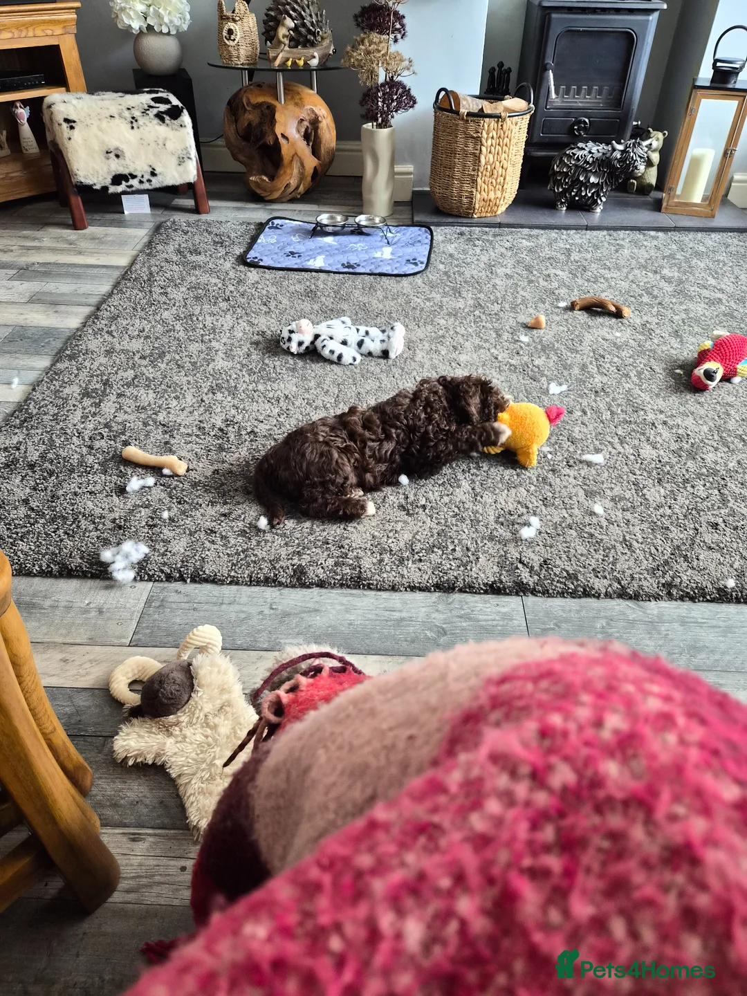 Cavapoo dogs for sale: Small chocolate cavapoo female puppy - Advert 14