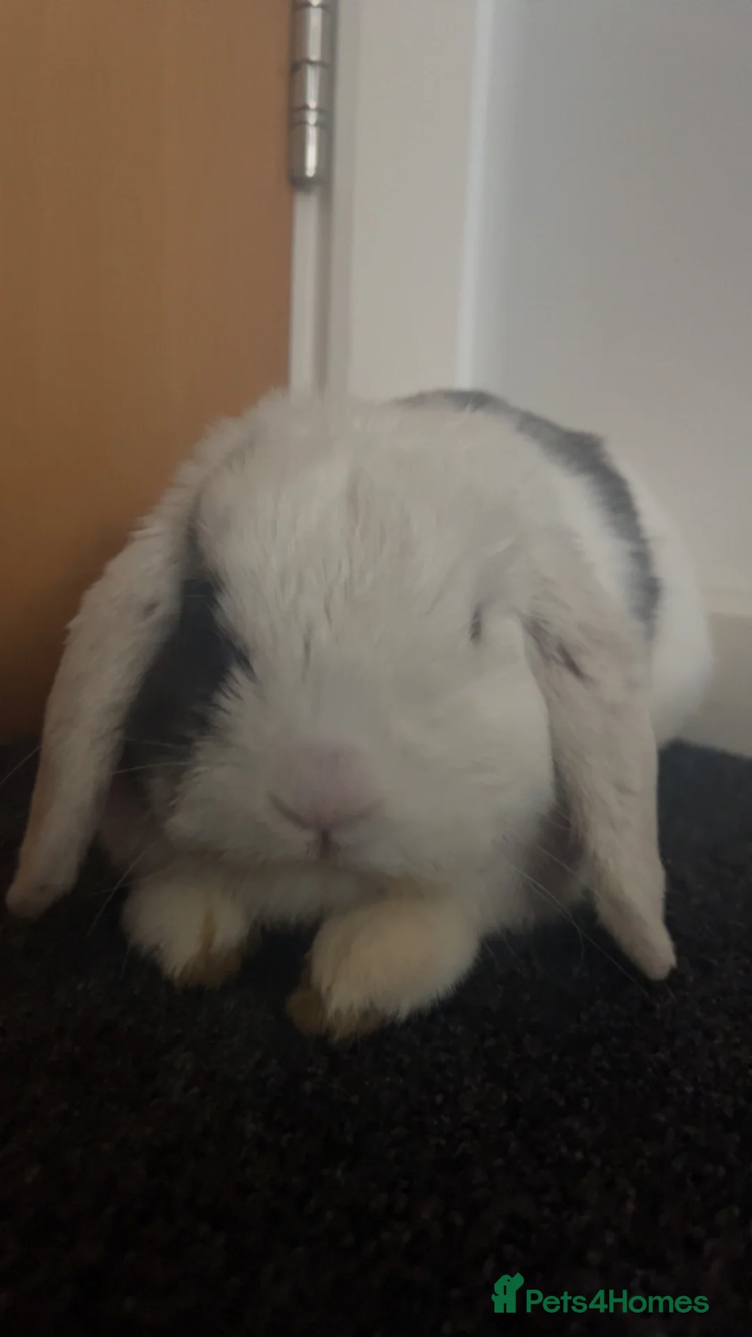 French Lop rabbits for sale: French Lop  in Birmingham - Advert 2