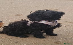 Cockapoo dogs for sale: TRAINED PUPPY - Cockapoo - essential training in Port Talbot - Image 7