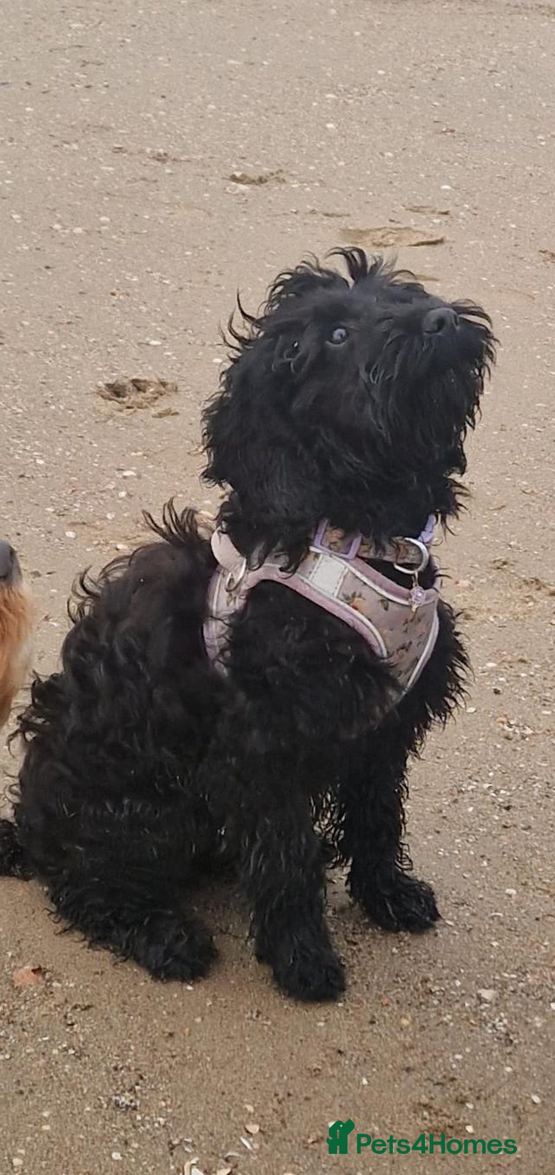Cockapoo dogs for sale: TRAINED PUPPY - Cockapoo - essential training in Port Talbot - Image 7