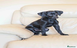 Mixed Breed dogs for adoption: Lively Little Bean - Image 7