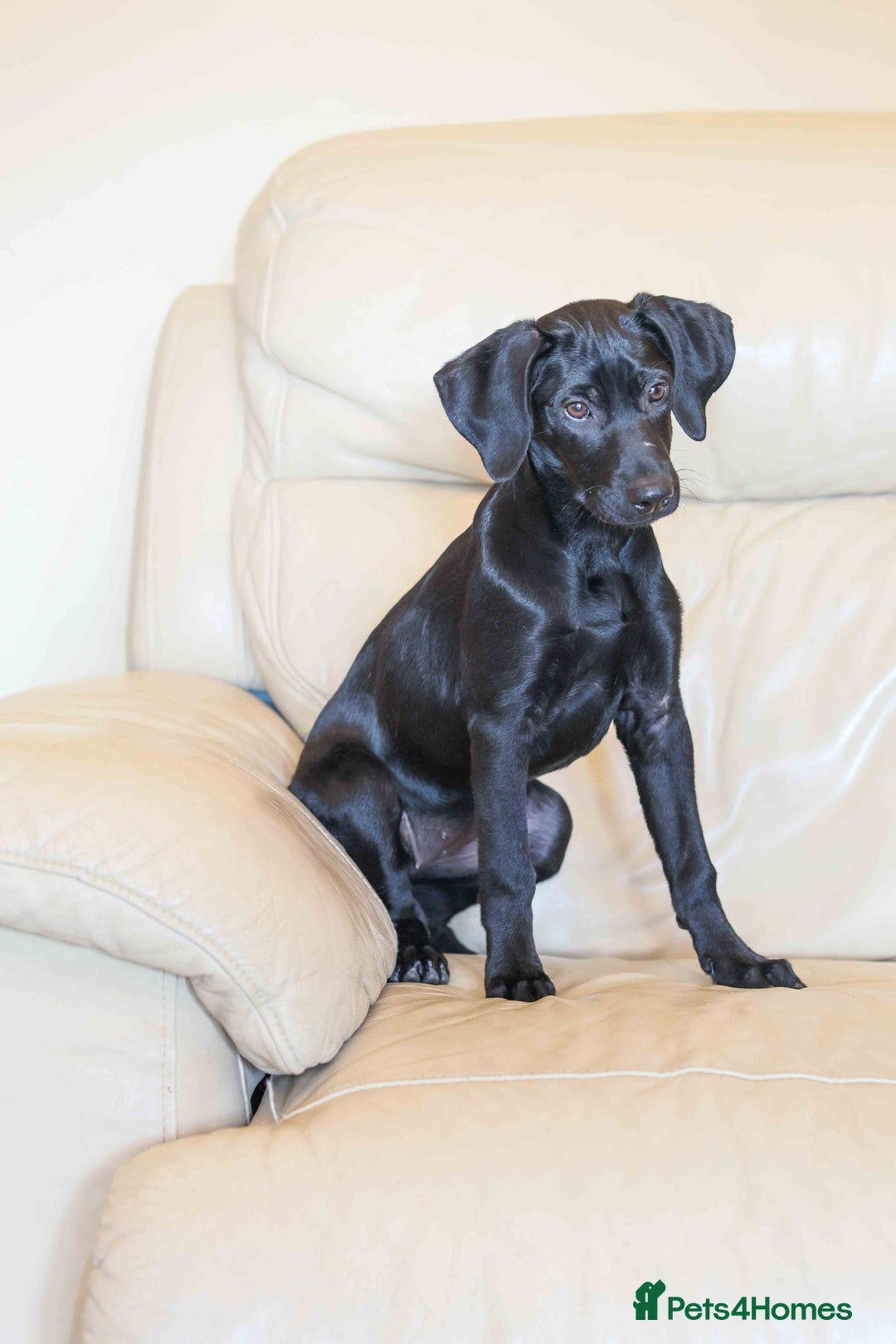 Mixed Breed dogs for adoption: Lively Little Bean - Image 7