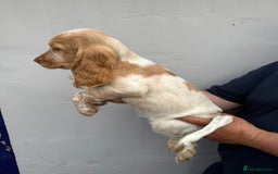 Cocker Spaniel dogs for sale: Fabulous Cocker Spaniel Pupies - Image 16