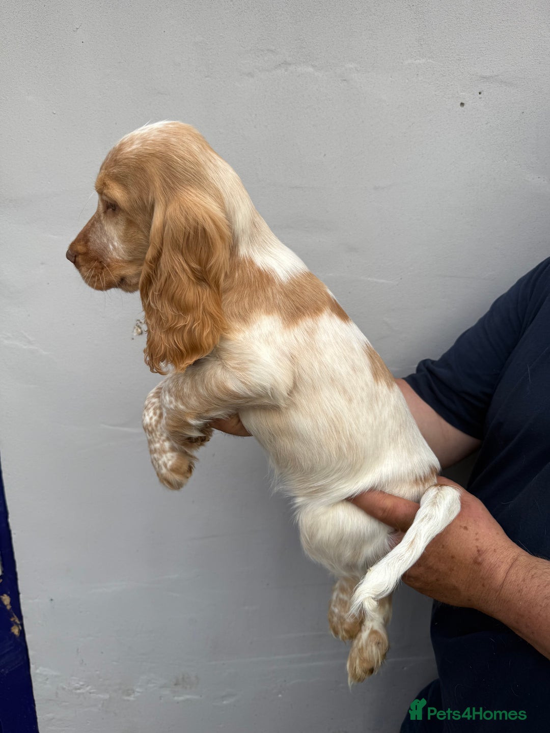 Cocker Spaniel dogs for sale: Fabulous Cocker Spaniel Pupies - Image 16