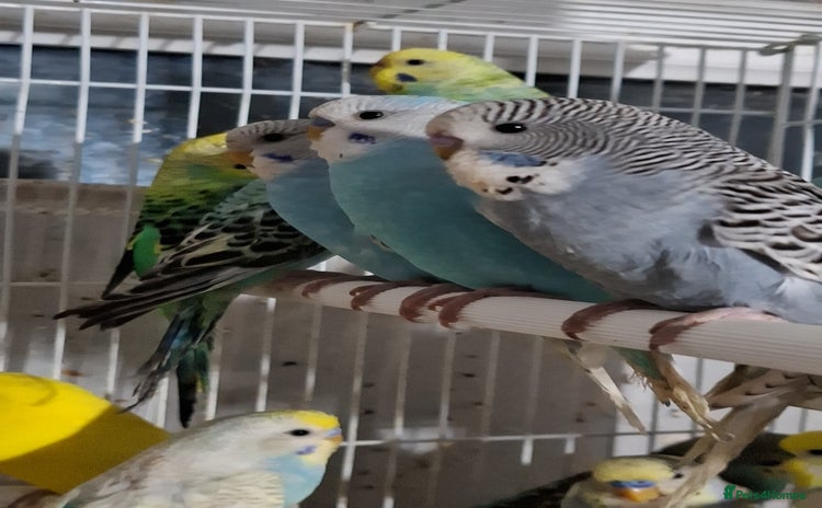Budgerigars birds - Advert 4