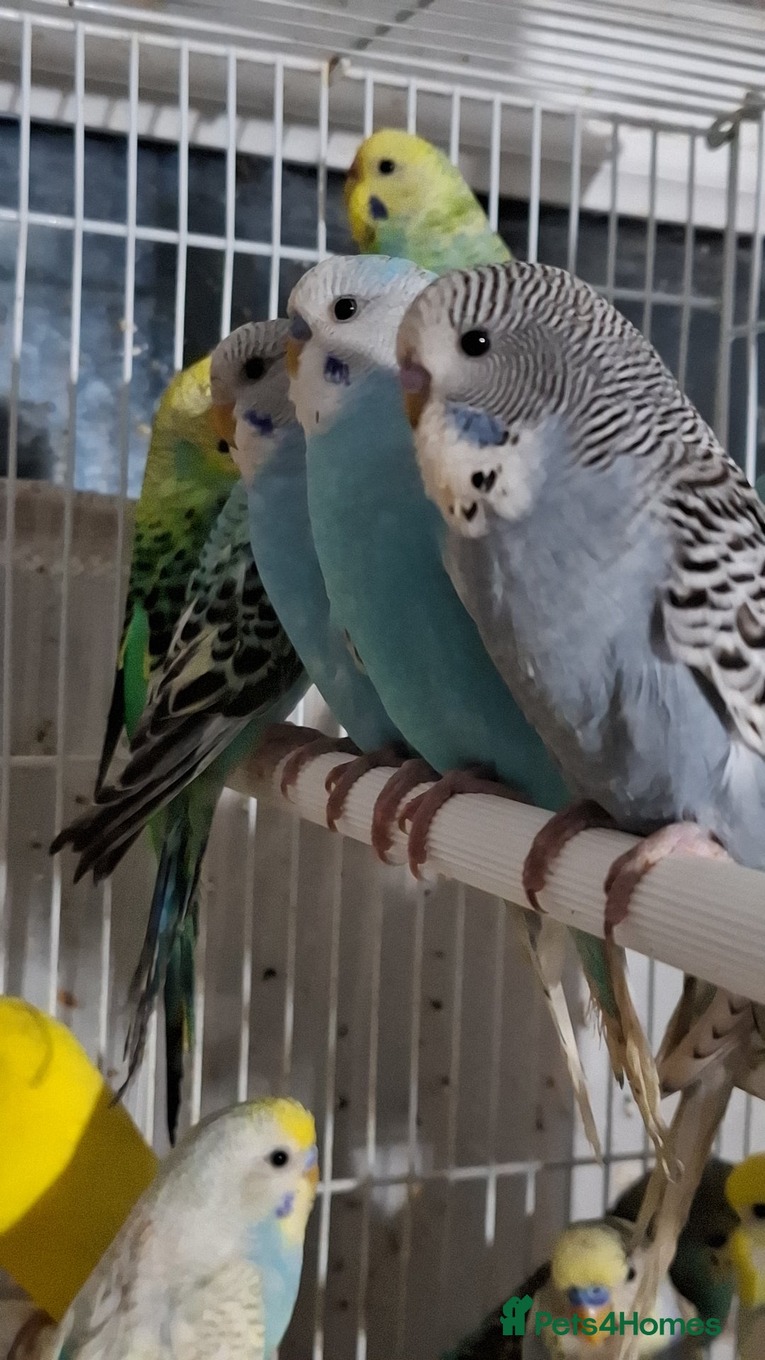 Budgerigars birds for sale: Budgies for sale Birmingham  - Image 1