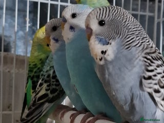 Budgerigars birds - Advert 4