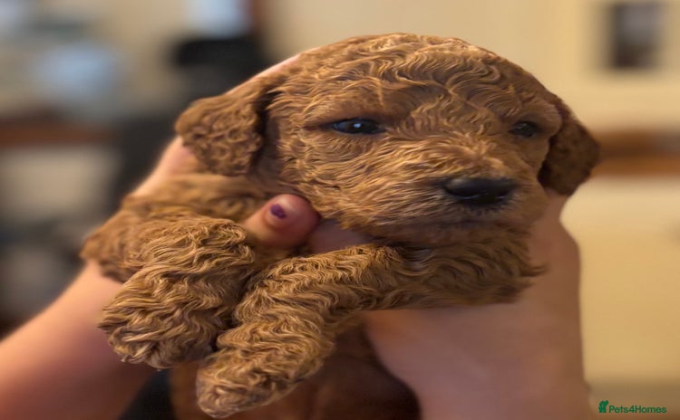 Poodle dogs - Advert 1