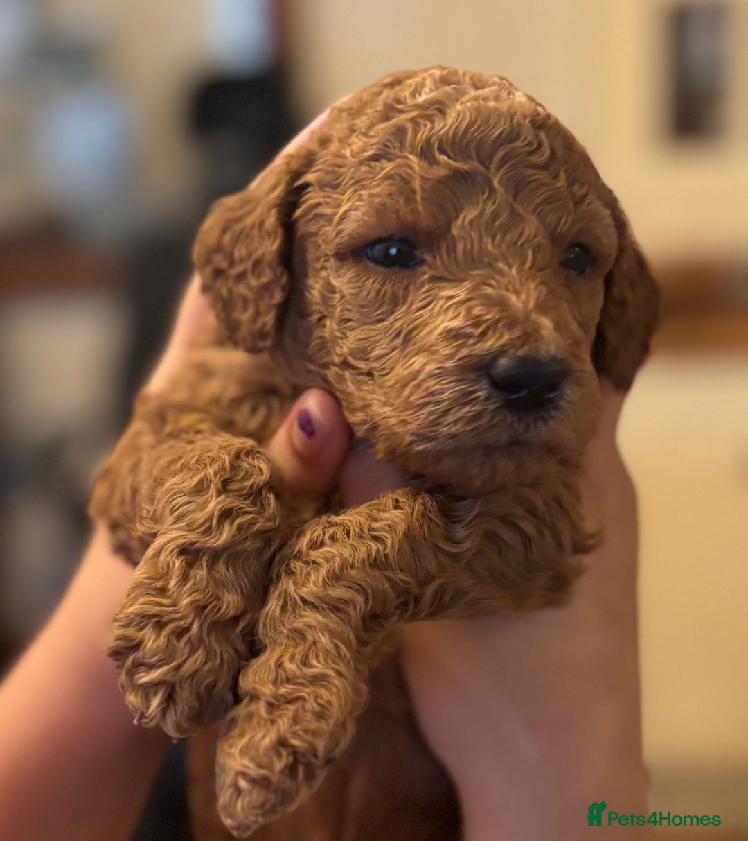 Poodle dogs for sale: Standard Poodle Red  IKC Champion lines - Image 1