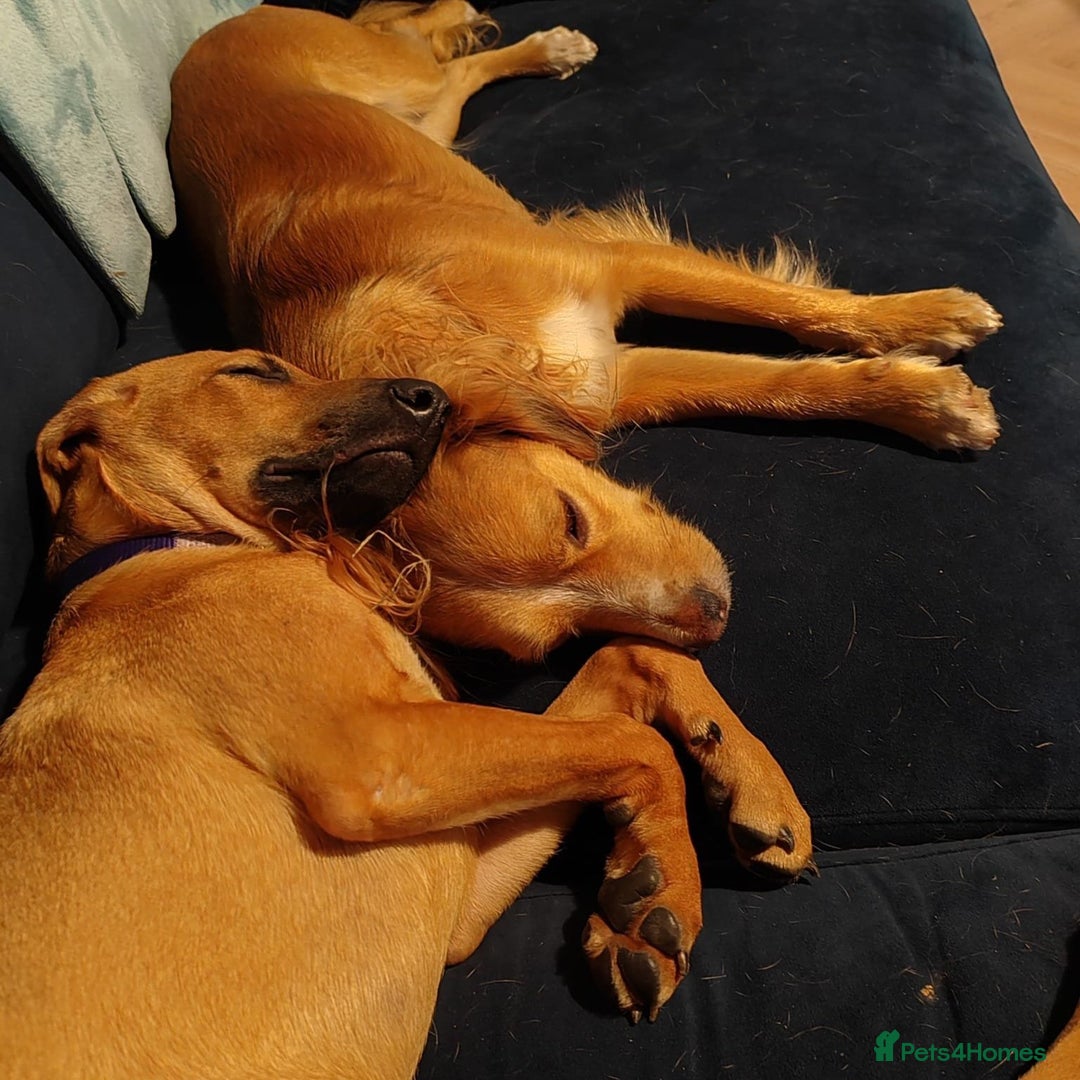 Mixed Breed dogs for adoption: Olive (Hound/Shepherd mix) - Image 4