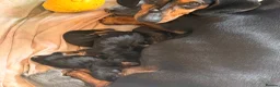 Dachshund dogs for sale: Dachshunds for sale  - Advert 9