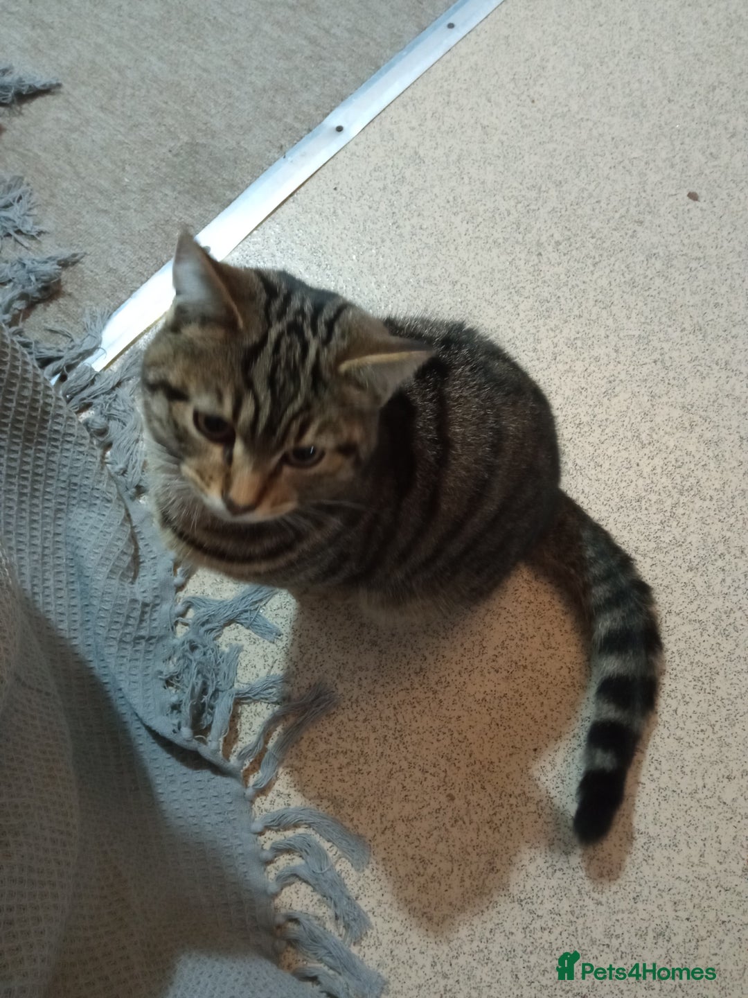 Mixed Breed cats for sale: Mixed Breed Male Brown Tabby  - Advert 4