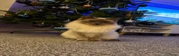 Ragdoll cats for sale: Kitten Ragdoll cat blue point  - Advert 20