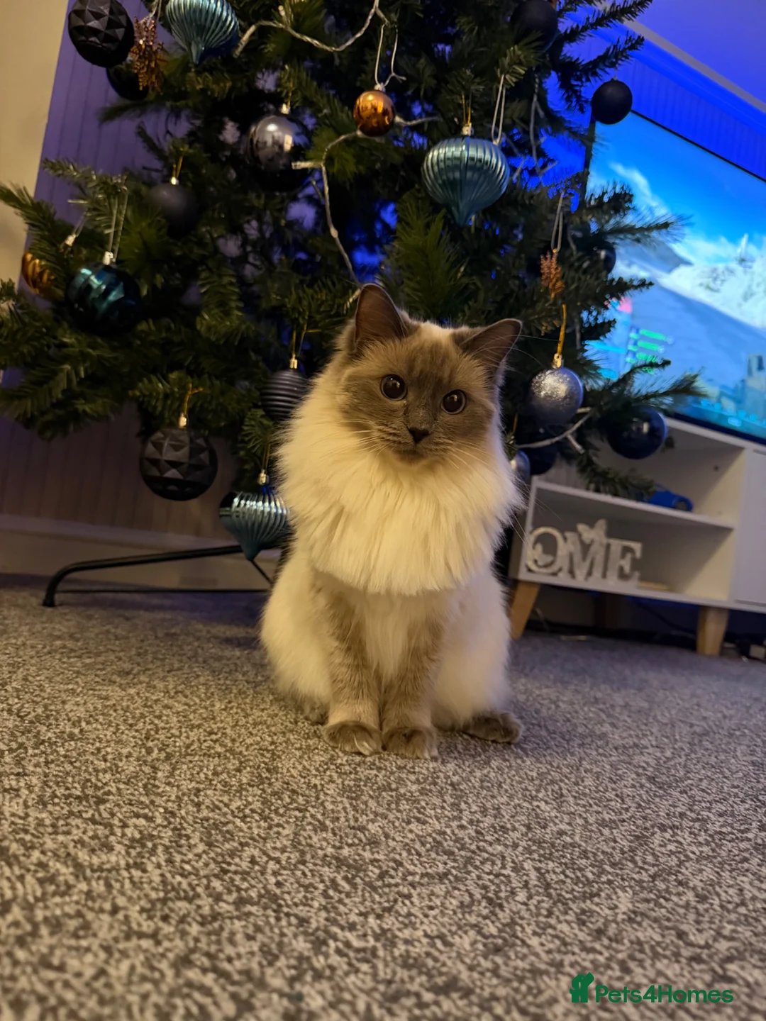 Ragdoll cats for sale: Kitten Ragdoll cat blue point  - Advert 20