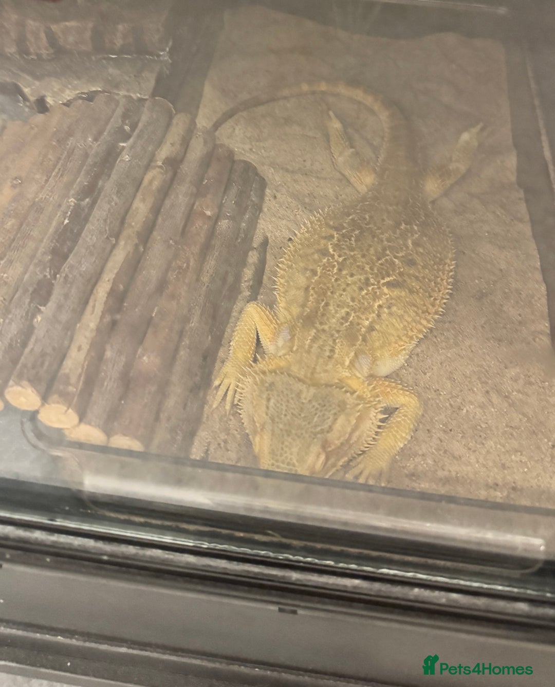 Bearded Dragon reptiles for sale: 1 year old female bearded dragon - Advert 2