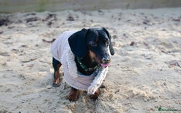 Miniature Dachshund dogs for stud: Black & tan Smooth Haired Dachshund Stud. - Image 11