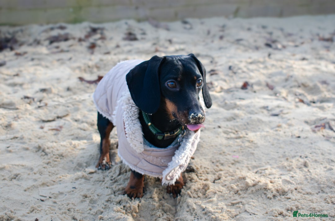 Miniature Dachshund dogs for stud: Black & tan Smooth Haired Dachshund Stud. - Image 11