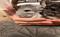 Chinchilla rodents for sale: Beautiful friendly chinchilla - Image 3