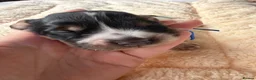 Cocker Spaniel dogs for sale: KC Registered English Cocker Spaniels  - Advert 9