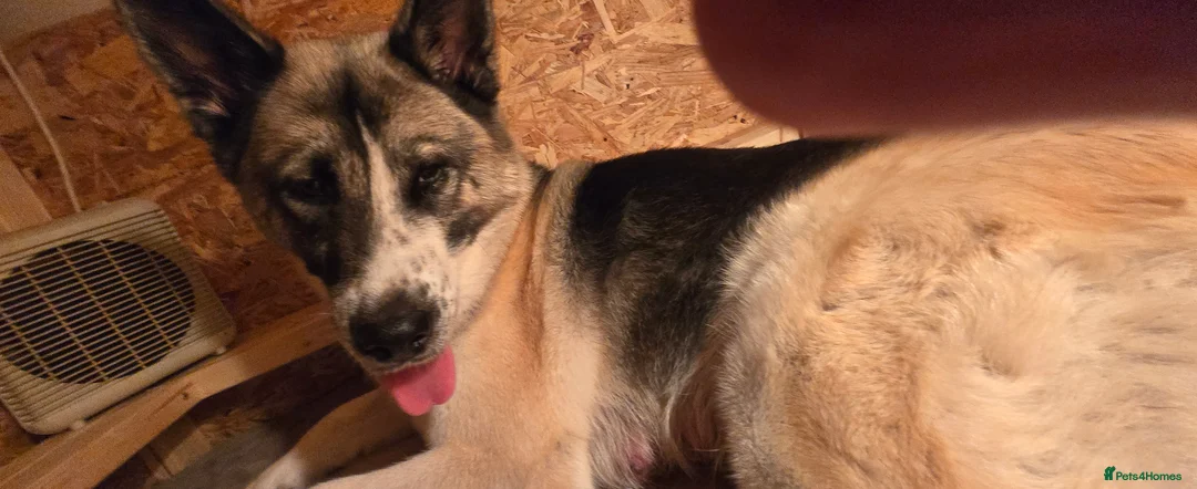 Huskita dogs for sale: Akita with 6% husky (Huskita) - Advert 32