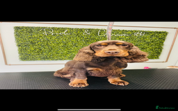 Cocker Spaniel dogs for sale: 🧡🤎 Show Cocker Spaniel Puppies For Sale - Image 6
