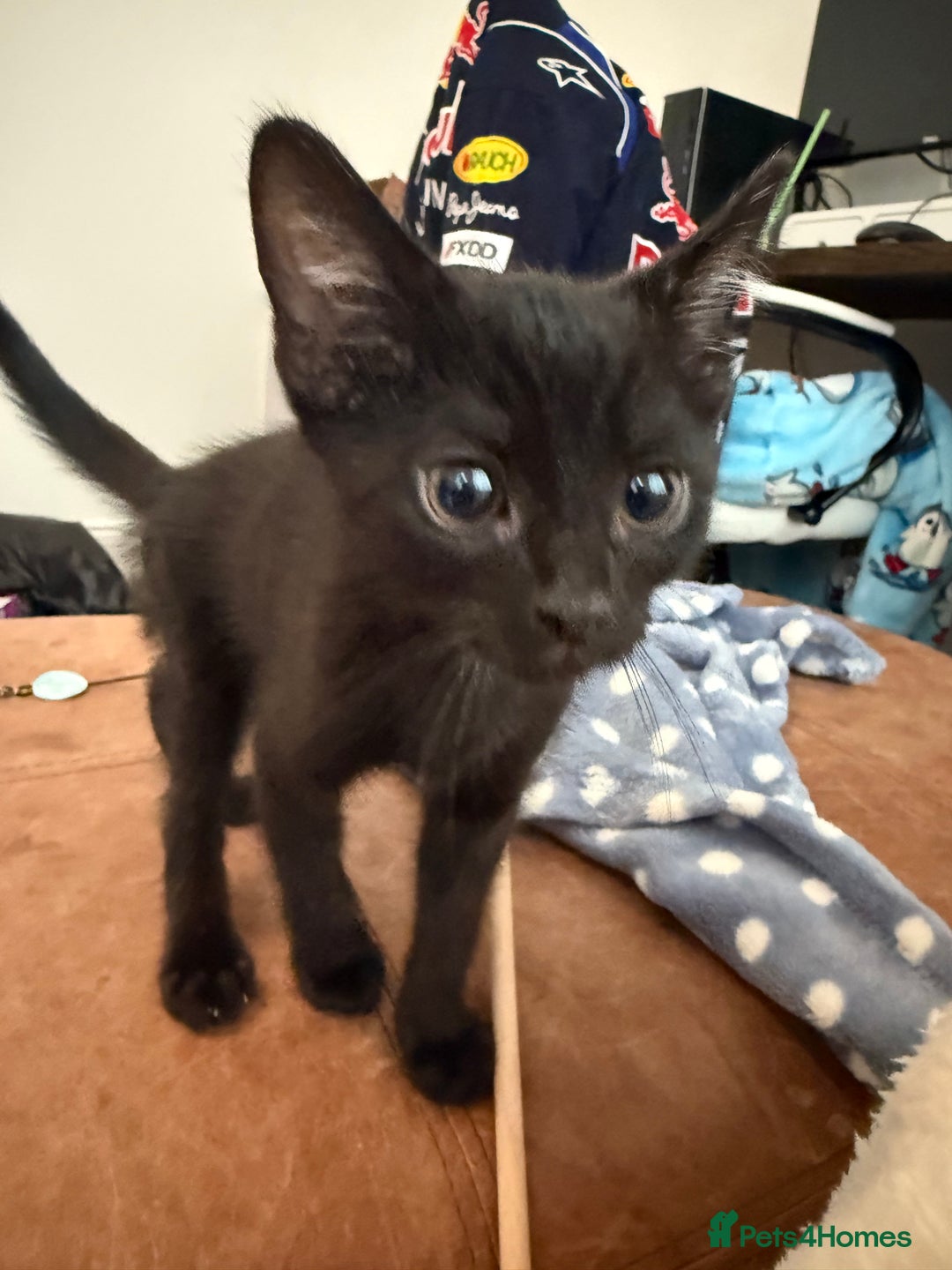 Mixed Breed cats for sale: 2 gorgeous kittens - Image 5