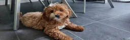 Cockapoo dogs for sale: 🐾 Beautiful F1B Cockapoo Puppies in Rochdale - Advert 3