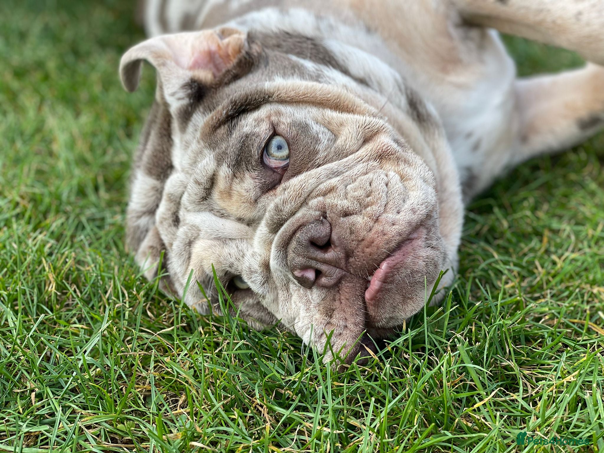 English Bulldog dogs English Bulldog Stud – Fully Health Tested - Advert 12