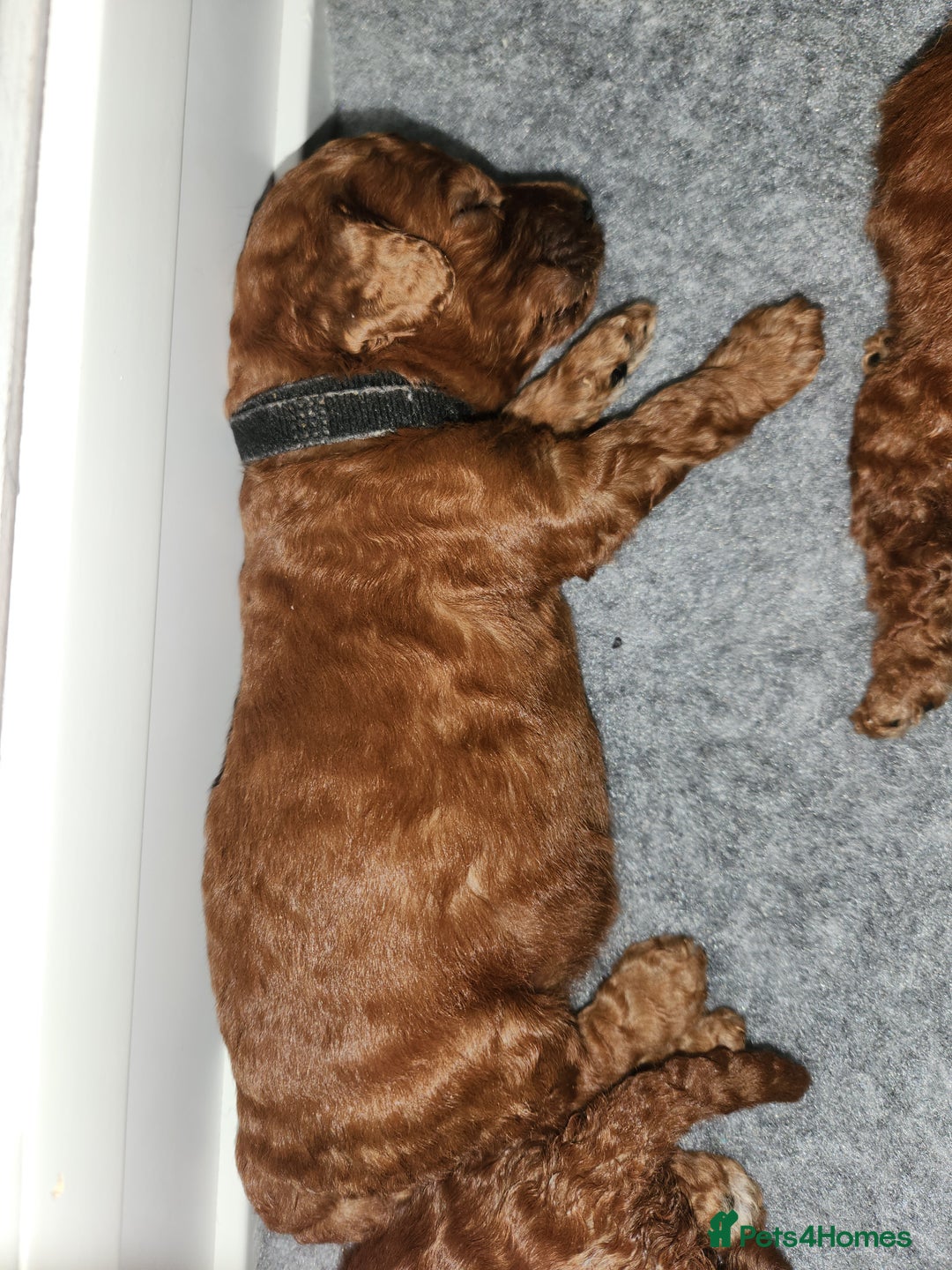 Miniature Poodle dogs for sale: Stunning red miniature poodle - Advert 36