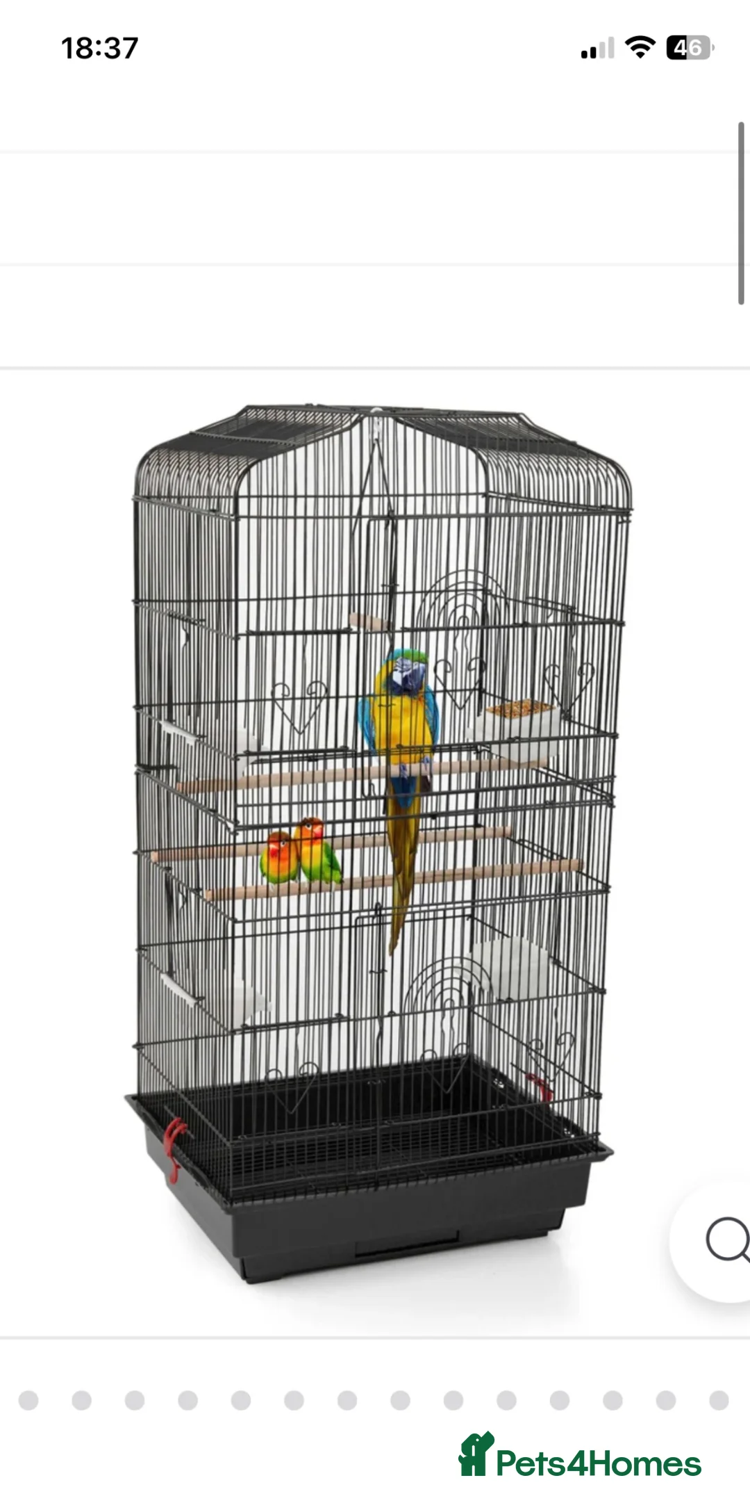 Ringnecks birds for sale: Indian Ringneck  - Advert 7