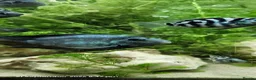 Cichlids fish for sale: Polar blue parrot chiclids  - Advert 3